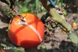 ZAŠTO PARADAJZ PUCA I PRIJE BRANJA I 6 NAČINA DA TO SPRIJEČITE: Savjet iskustnih baštovana