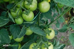 Slatko od zelenog paradajza poslastica za hladne zimske dane