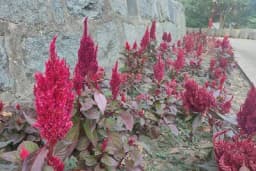 Najljepši jesenji cvijet - Veoma se lako gaji i buja do zime, a jednom zasađen ostaje godinama u dvorištu