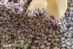 Žižci pasulja i graška – Zaštitite biljke i rod na polju i u skladištu primjenom 6 mjera