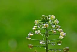 Najmoćnija biljka za žene: Rusomača rješava brojne zdravstvene probleme, priprema se na ovaj način