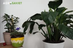 Koje sobne biljke ne treba držati zajedno - Jedna drugu praktično "ubijaju"