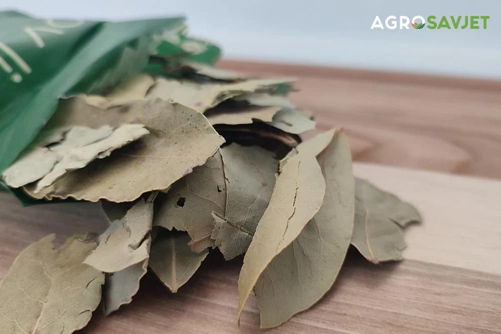 lovorov list kao ljekoviti recept za mnoge zdravstvene tegobe