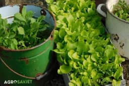 Pradajz, paprika, tikvice....Povrće koje možete uzgajati u kantama: EVO I KAKO