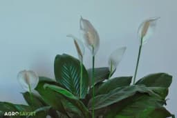 Ovo je razlog zašto vam cvijeće "ženska sreća" vene i propada: 1 stvar koja će sigurno uništiti mirni ljiljan