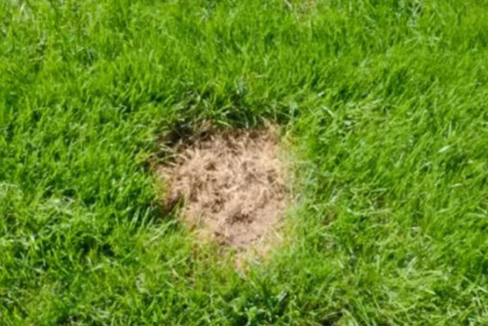 smeđe mrlje - trava