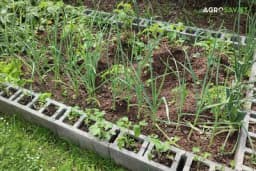 Zeleni pijesak – organsko đubrivo koje čini čuda u bašti