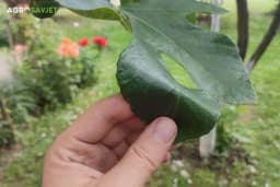 Kada se bere list smokve za čaj?