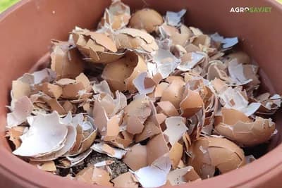 ljuske od jaja