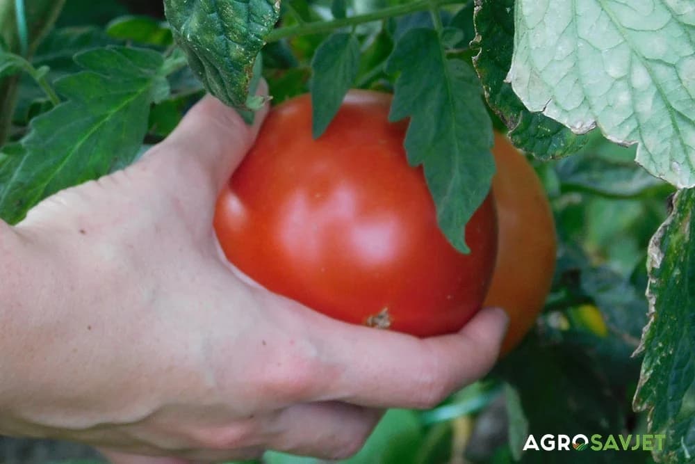 paradajz