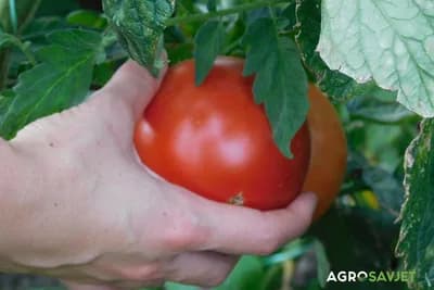 Ove dvije namirnice će vam donijeti najbolji rod paradajza ikad
