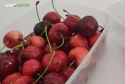 Ljekovita svojstva trešnje