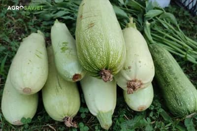 navodnjavanje tikvica