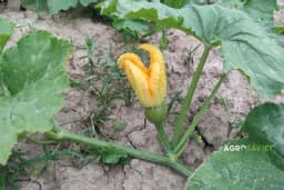 ZA KRUPNIJE plodove PARADAJZA koristite listove tikvica: Savršena PRIORDNA prihrana