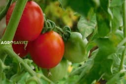 Rastvor od BIJELOG LUKA protiv plamenjače paradajza: Prirodno rješenje iz vaše kuhinje