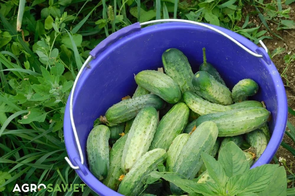 krastavci kornišoni