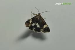 Stavite ovo u kuhinju i ormane i riješite se moljaca: Sitnica od koje bježe glavom bez obzira