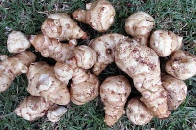 ČIČOKA - Ukusna, zdrava, otporna i jednostavna za uzgoj