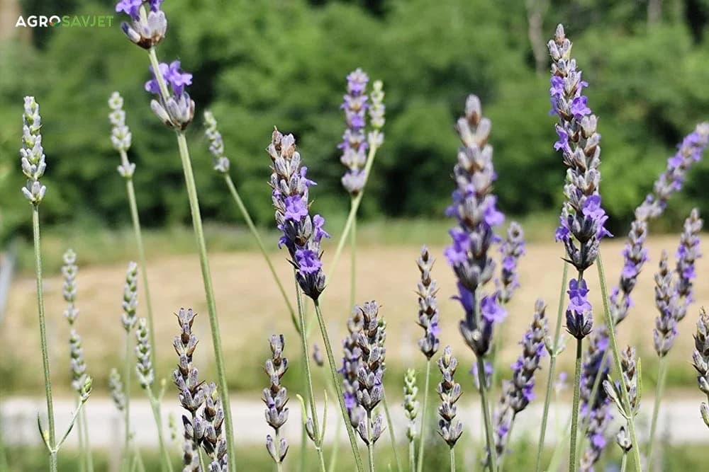 lavanda