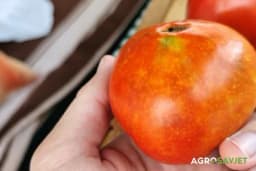 Ako vidite ove fleke na paradajzu: Prava šteta tek dolazi…