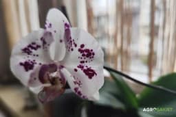 4 pravila za njegu orhideja o kojima vam čak ni cvjećari ne govore: Samo ovako će opstati godinama