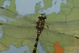 Veliko otkriće u Srbiji: Otkrivena nova vrsta insekta koja ima nesvakidašnju sposobnost