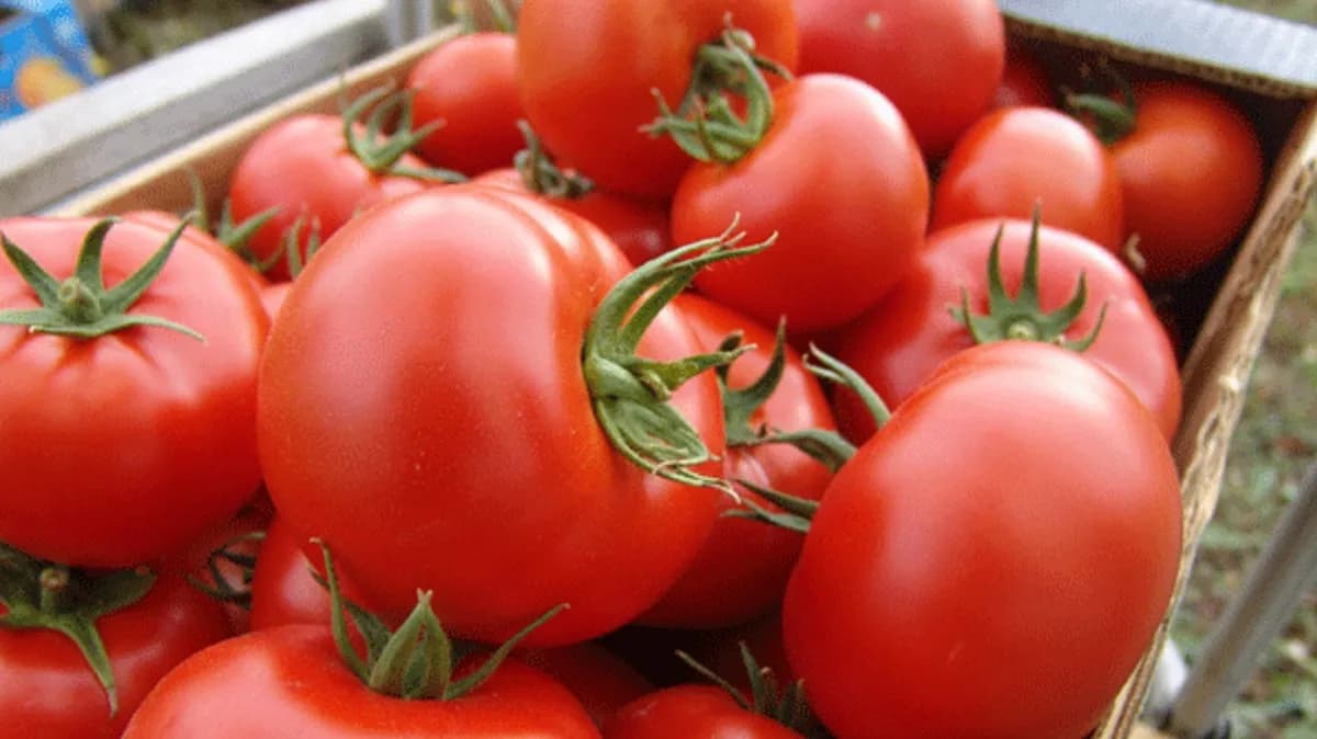 Paradajz rasaditi posle graška, kupusa i luka – najbolje pretkulture za visok prinos