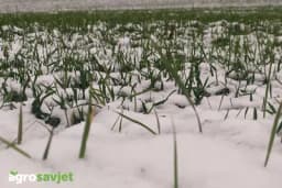 Hoće li snijeg za Božić donijeti dobru poljoprivrednu godinu?