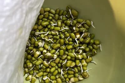 Kako provjeriti klijavost sjemena: 3 jednostavna kućna trika