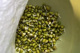 Kako provjeriti klijavost sjemena: 3 jednostavna kućna trika