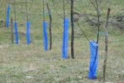 Kako pravilno đubriti mlade voćke u prve tri godine uzgoja?