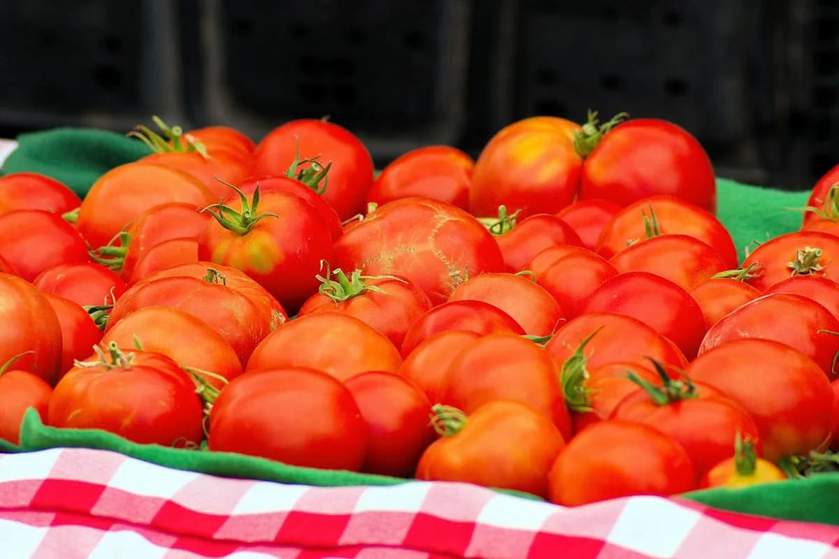 Šta obavezno treba uraditi u februaru da biste imali zdrav i bogat rod paradajza