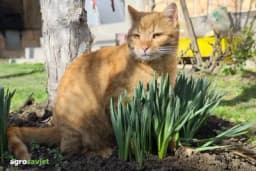 Zašto mačka mokri u cvijeće i kako to spriječiti?