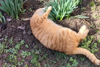 Zašto mačka mokri u cvijeće i kako to spriječiti?