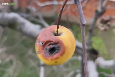 Ako ih sada ne uklonite – rod može propasti: Mumificirani plodovi glavni su izvor bolesti voćaka