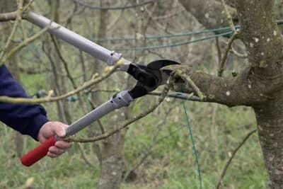 Smokvu morate orezati prije kretanja vegetacije – Ispravan način rezidbe korak po korak