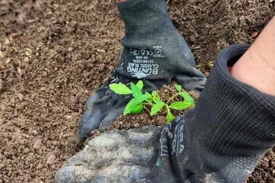 Ovo nikako nemojte sijati u februaru: Prerana sjetva donosi slabiji prinos