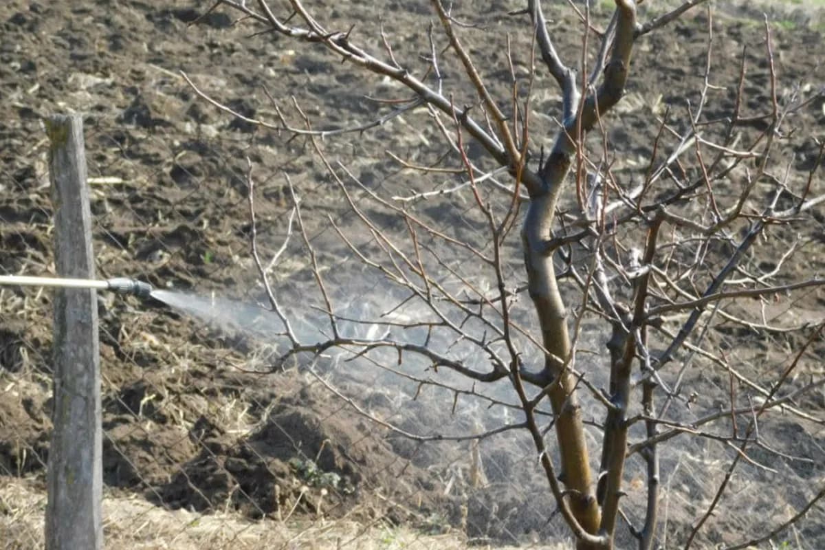 Zimsko tretiranje voćaka i vinove loze – kada, čime i kako postići najbolje rezultate