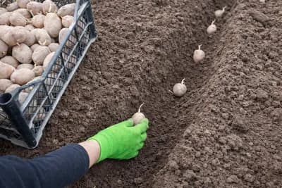 Kako pravilno posaditi krompir: dubina sadnje koja donosi veći prinos