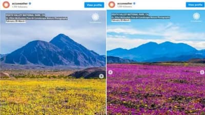 Dolina smrti je procvetala – događaj koji se dešava jednom u deceniji