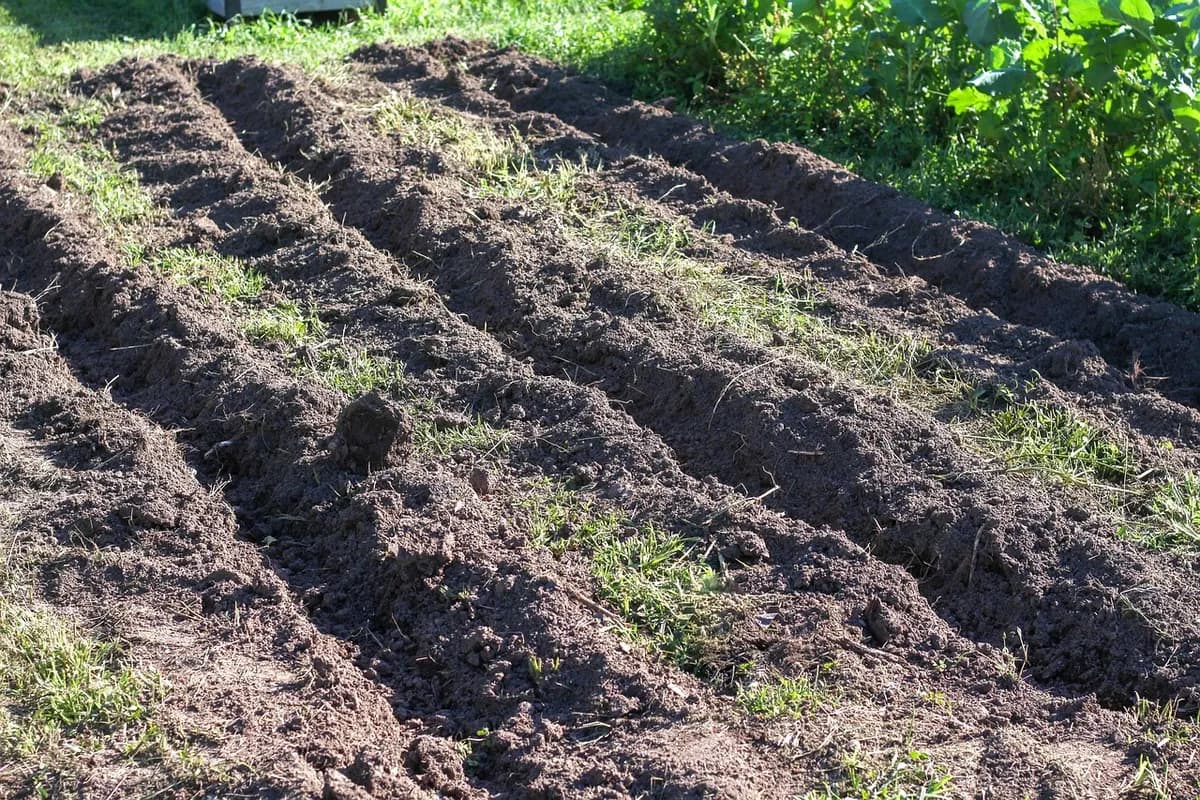 Šta dodati zemljištu u martu: ključne mjere za povećanje plodnosti i prinosa