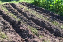 Šta dodati zemljištu u martu: ključne mjere za povećanje plodnosti i prinosa