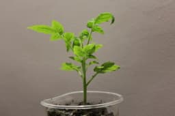 Koliko razmaka treba između paradajza? Jedna greška može smanjiti prinos