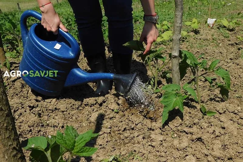 Turska ima poseban sistem zalivanja paradajza: Biljka baš u ovom periodu treba da pirmi vodu da bi plod bio jako sočan