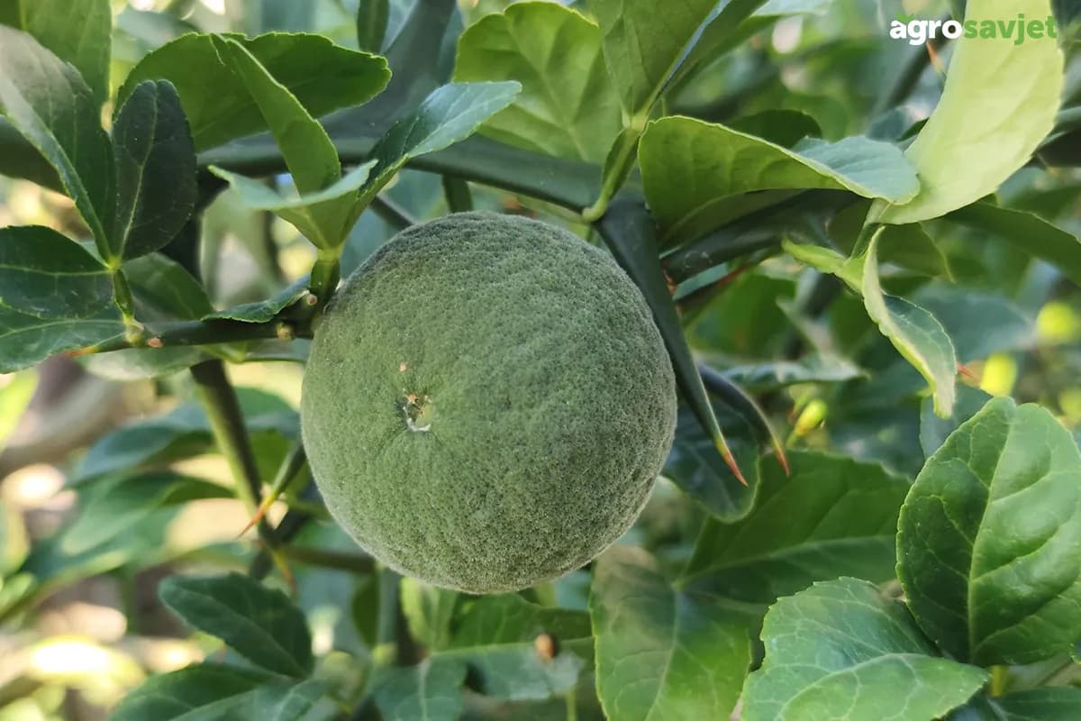 Sibirski limun – voćka koja podnosi i do -25°C, a može uspijevati i u našim krajevima