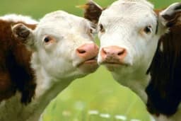 Ishrana teladi za priplod i tov