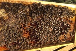 Više od pola Evrope bilježi nestašicu pčela dok BiH ne mora da brine