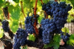 Prijedlog zabrane uvoza grožđa radi zaštite domaće proizvodnje!