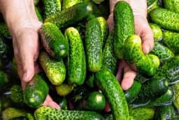 Iskoristite jul za sadnju KORNIŠONA