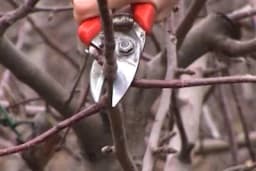 Izbjegnite GREŠKE u rezidbi voćaka - Kada je NAJBOLJE VRIJEME za orezivanje